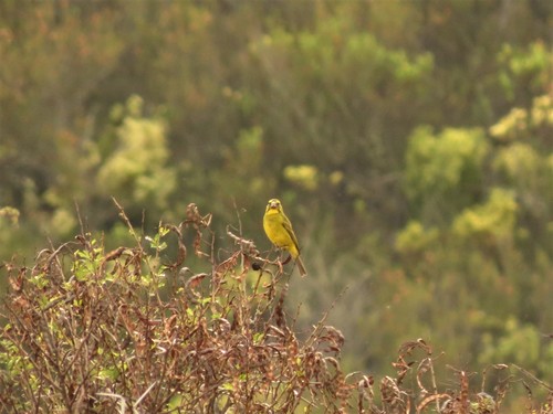 Brimstone Canary (Crithagra sulphurata), photo 8