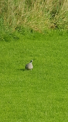 Columba palumbus