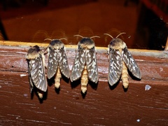 Parapielus luteicornis