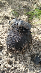 Scarabaeus cicatricosus