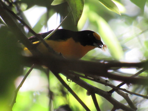 Violaceous Euphonia