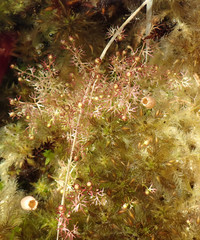 Utricularia ochroleuca