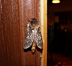 Parapielus luteicornis