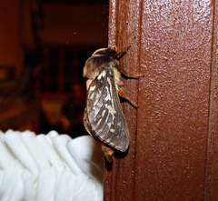 Parapielus luteicornis