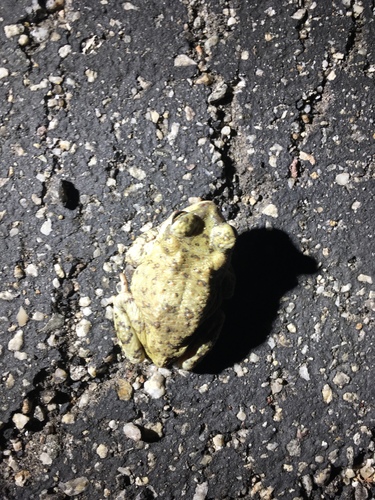 iNaturalist observation photo of Red-spotted Toad