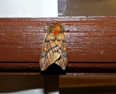 Ormiscodes amphimone