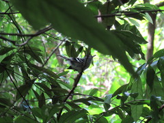 Herpsilochmus longirostris