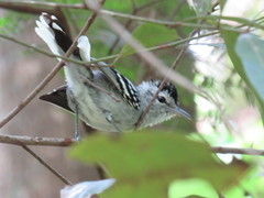 Herpsilochmus longirostris