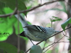 Herpsilochmus longirostris