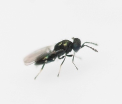 Entedon