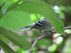 Herpsilochmus longirostris
