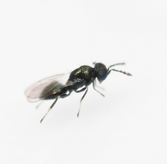 Entedon