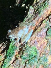 Craugastor crassidigitus