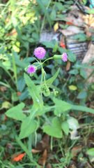 Emilia sonchifolia image