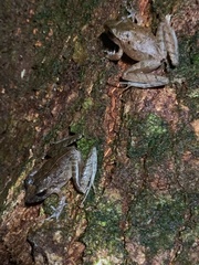 Craugastor crassidigitus