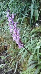 Orchis patens