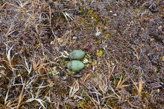 Stercorarius longicaudus