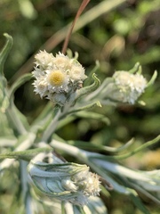 Pseudognaphalium oligandrum