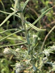 Pseudognaphalium oligandrum