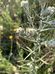 Pseudognaphalium oligandrum