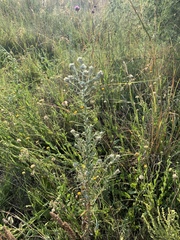 Pseudognaphalium oligandrum