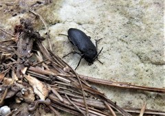 Penthe pimelia