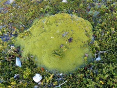 Bolax gummifera