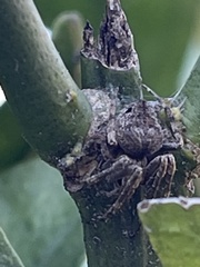Araneidae
