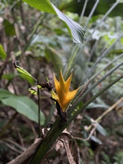 Heliconia caribaea