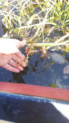 Utricularia radiata
