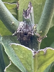 Araneidae