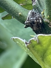 Araneidae
