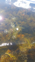 Utricularia radiata