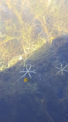 Utricularia radiata