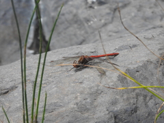 Sympetrum nigrifemur