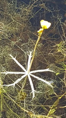 Utricularia radiata