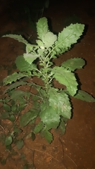 Pseudoconyza viscosa