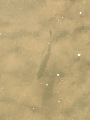 Micropterus salmoides