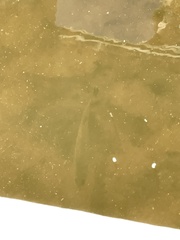 Micropterus salmoides