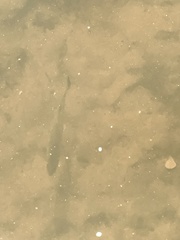 Micropterus salmoides