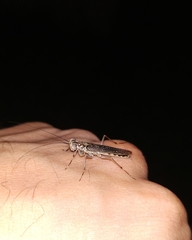 Mantoida