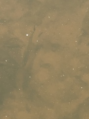 Micropterus salmoides