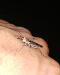 Mantoida
