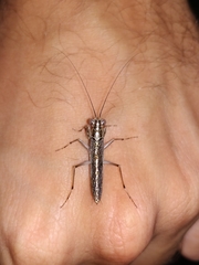 Mantoida