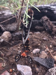 Hemileuca chinatiensis