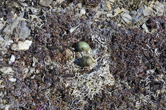 Stercorarius longicaudus