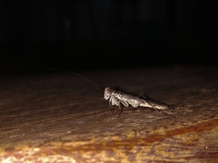 Mantoida