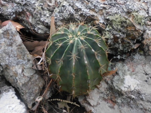 Emory's barrel cactus