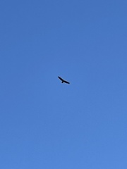 Haliaeetus leucocephalus