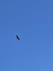 Haliaeetus leucocephalus